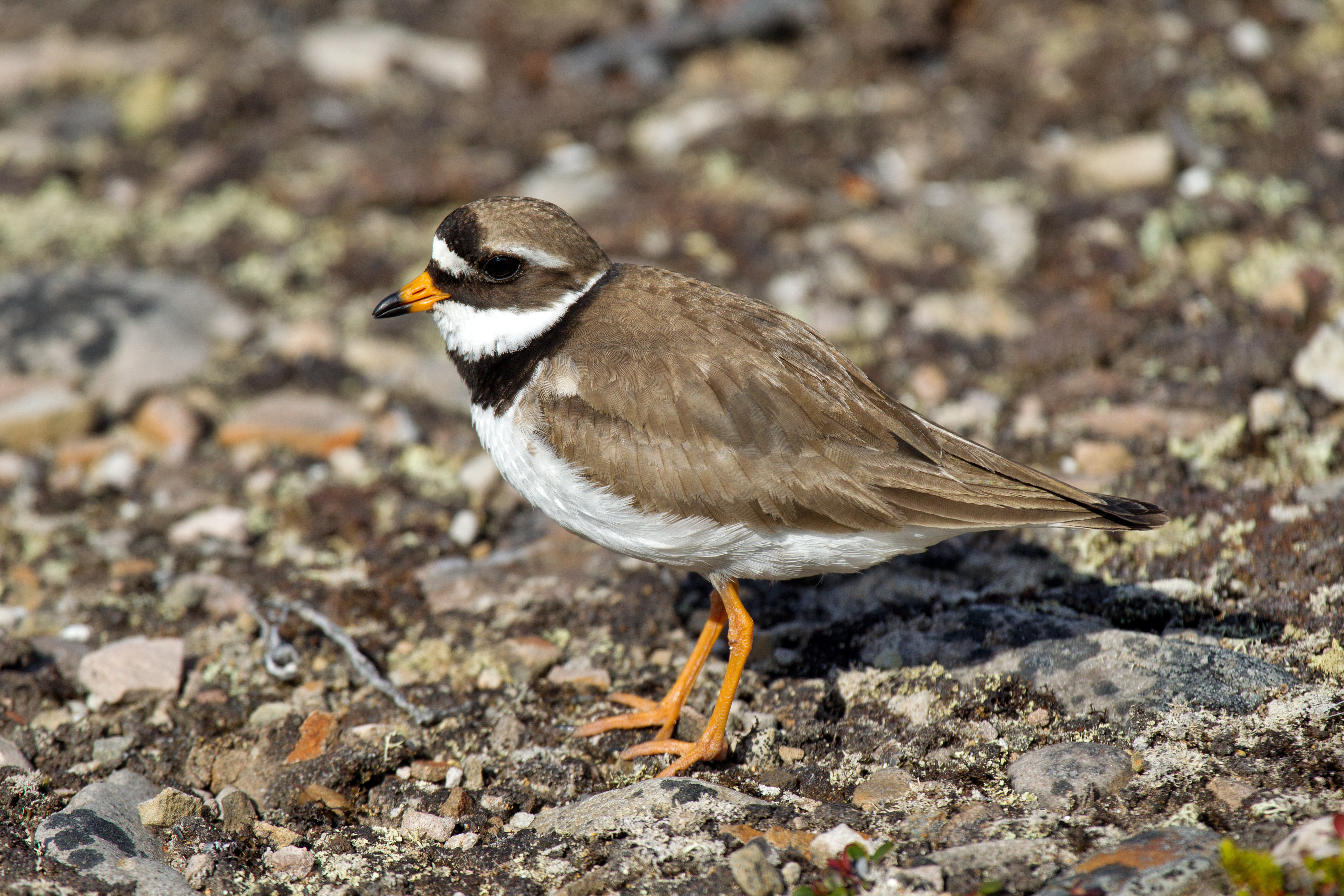 Charadrius hiaticula