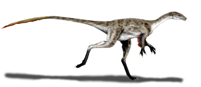 File:Coelurus BW.jpg