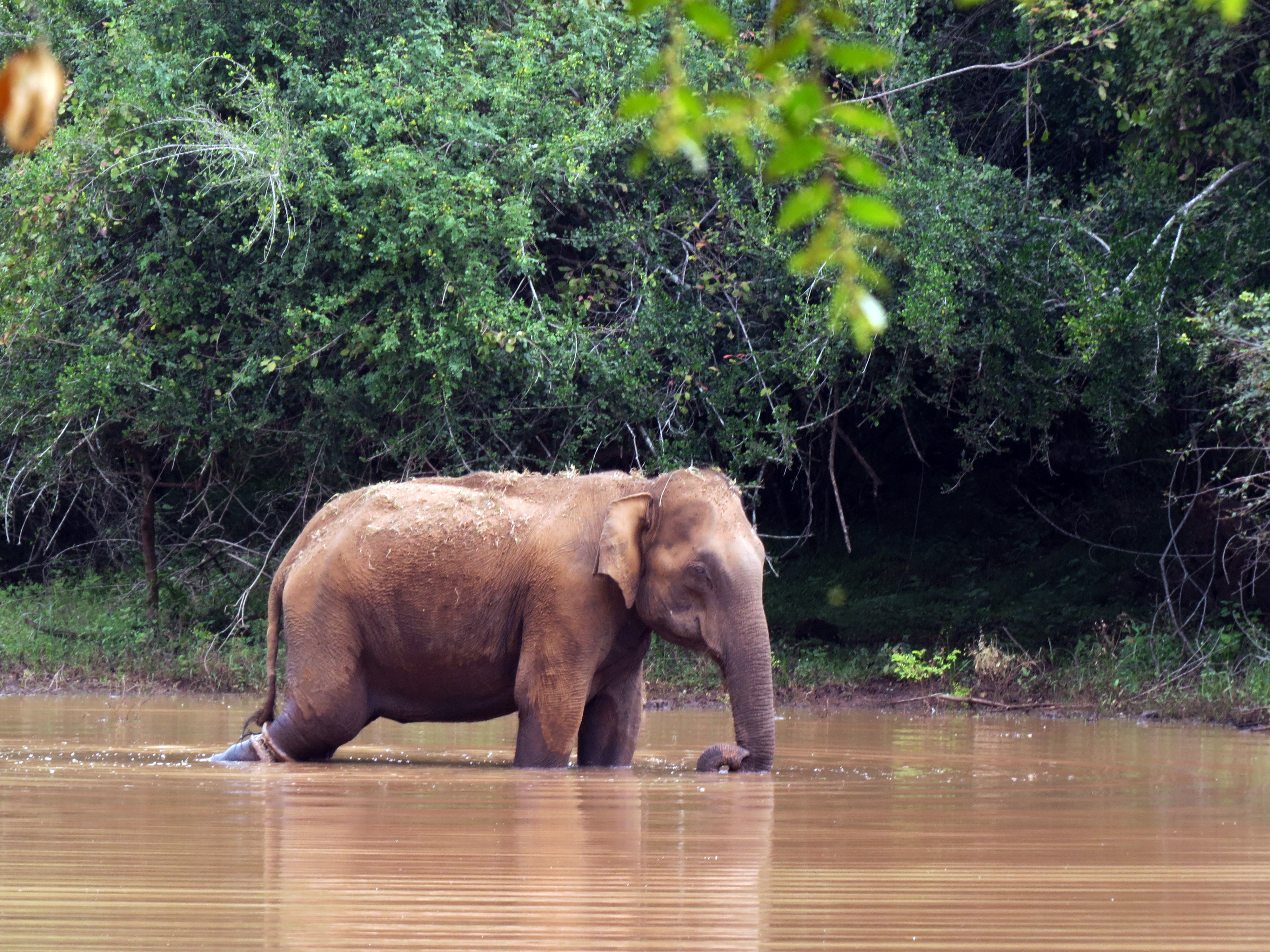 Cow elephant