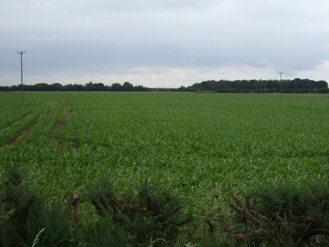 File:Crop field, Finningley Grange Farm - geograph.org.uk - 4049371.jpg