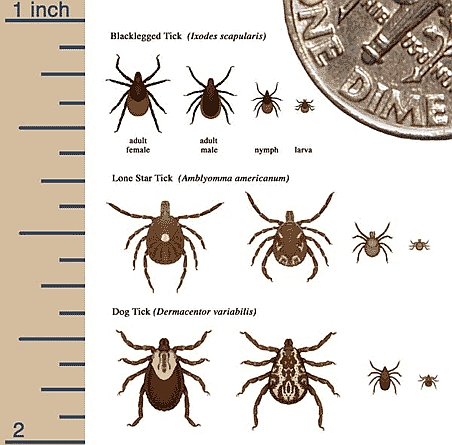 File:Deer Ticks 3 species.jpg