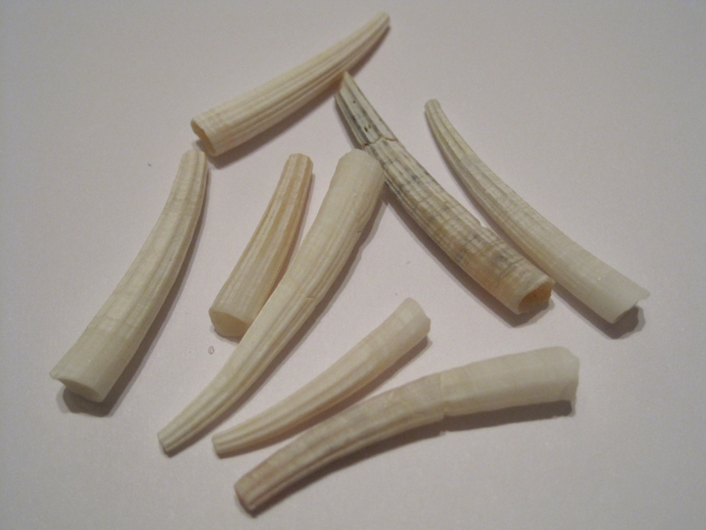 Dentalium_1.JPG