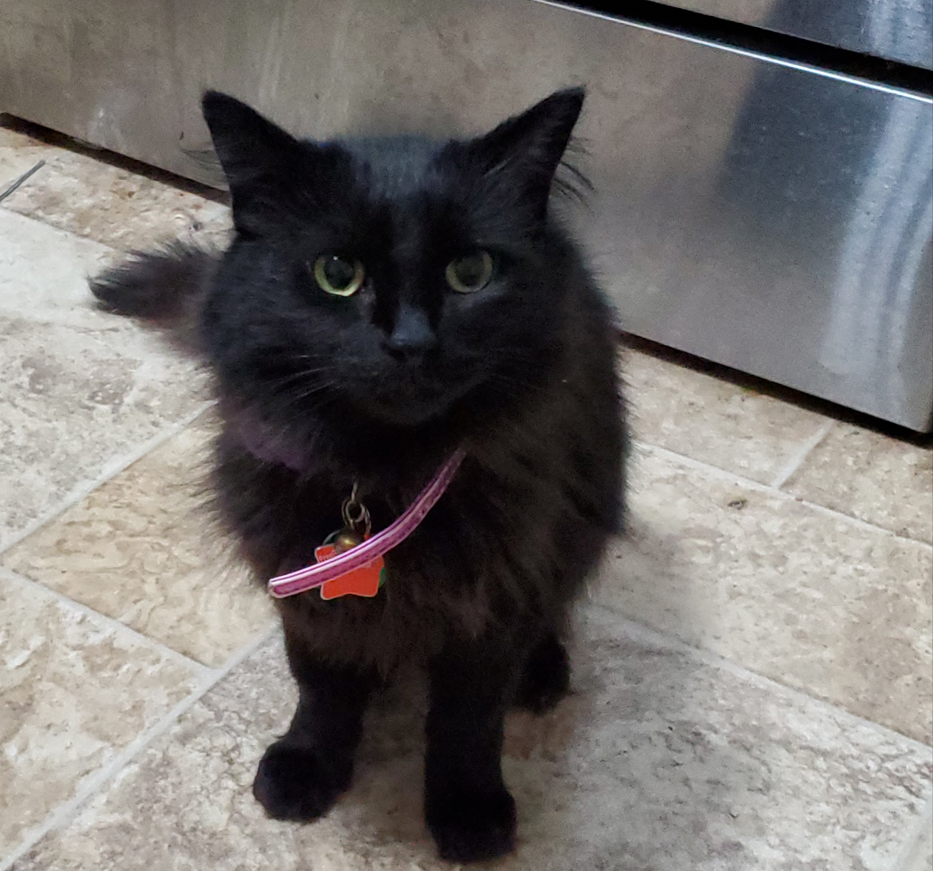 black and white long haired cat