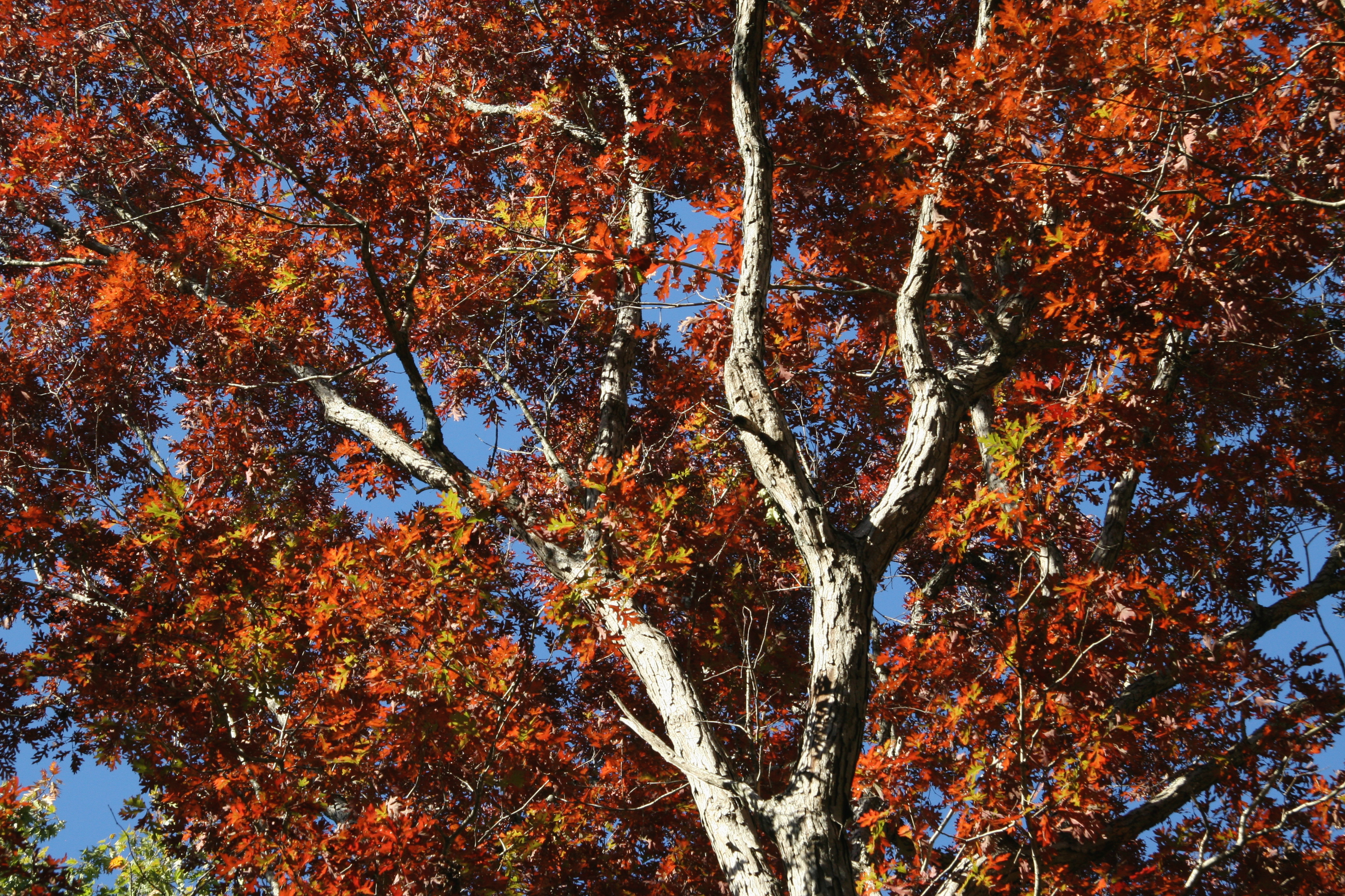 white oak tree fall