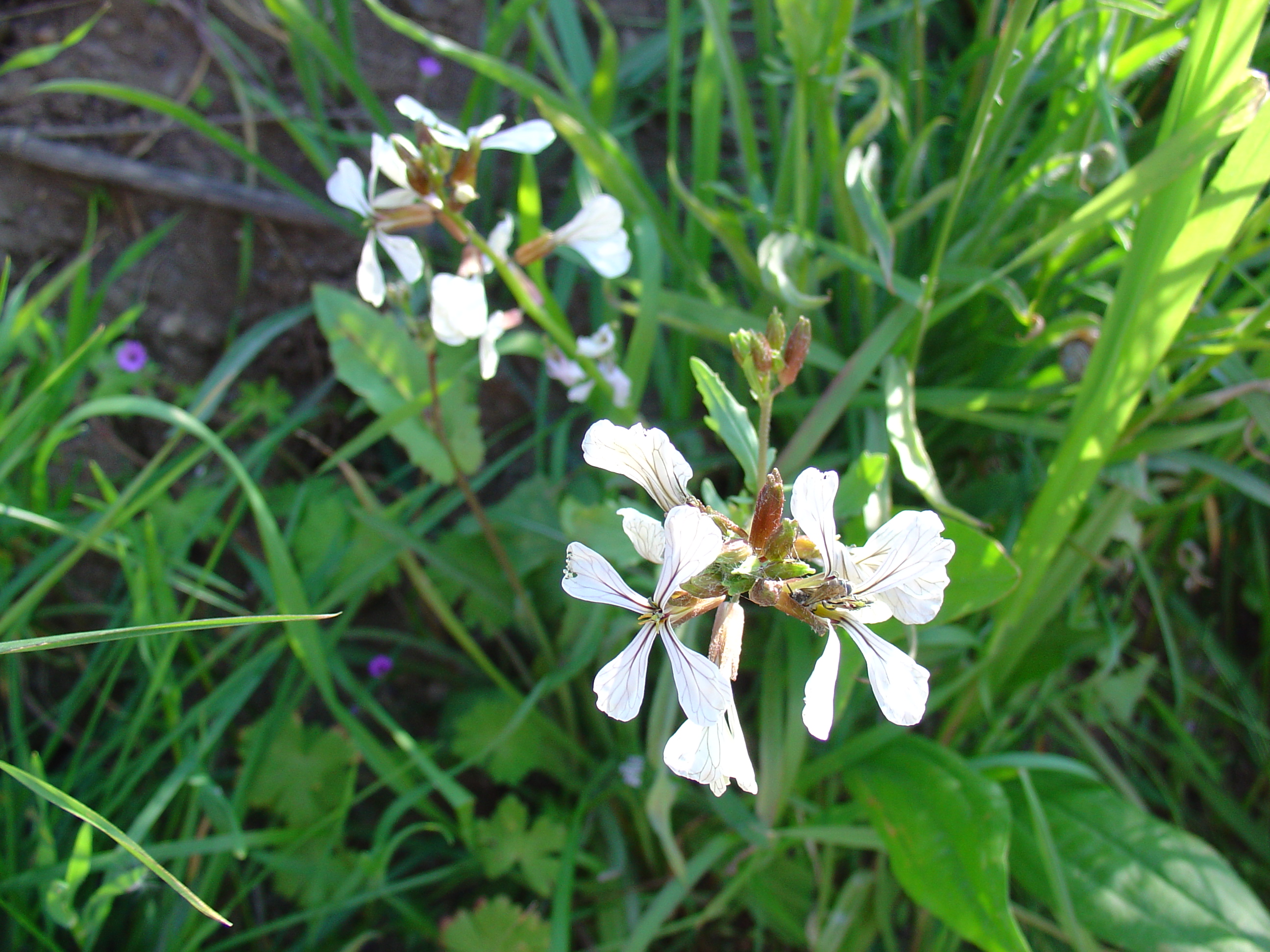 Arugula, Roquette (Eruca vesicaria sativa) - 200 Seeds - Southern