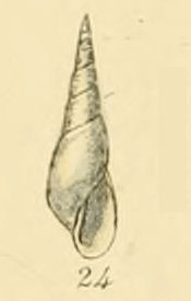 <i>Haliella stenostoma</i> Species of gastropod