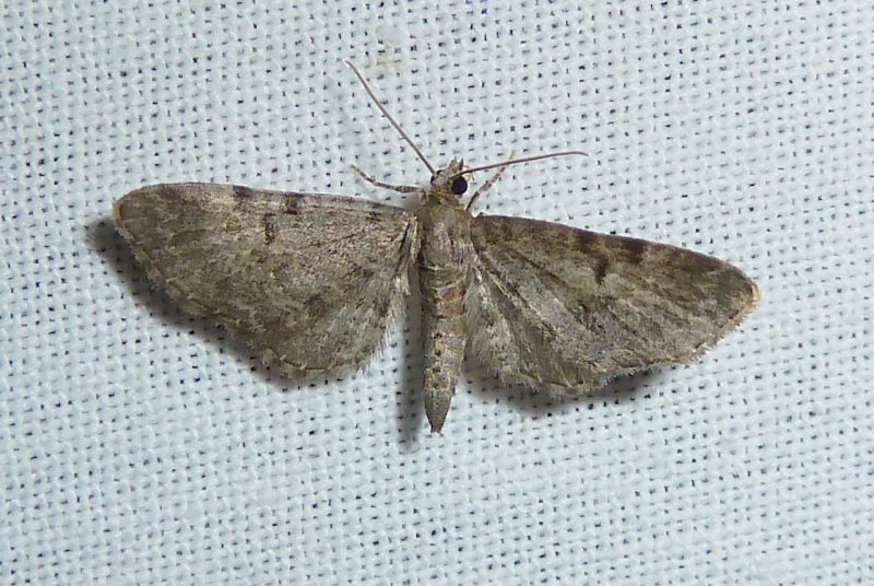 File:Eupithecia trisignaria.jpg