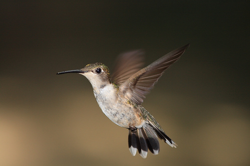 File:Female Ruby-Throated HummingBird.jpg