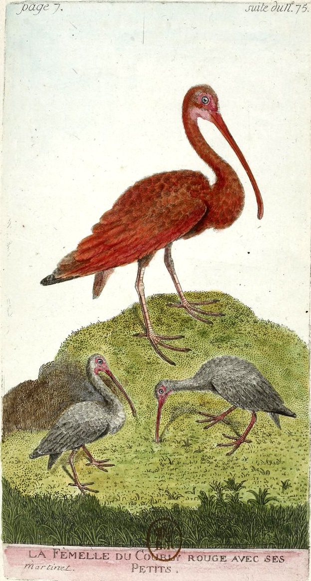 Filefrançois Nicolas Martinet Histoire Des Oiseaux Vii