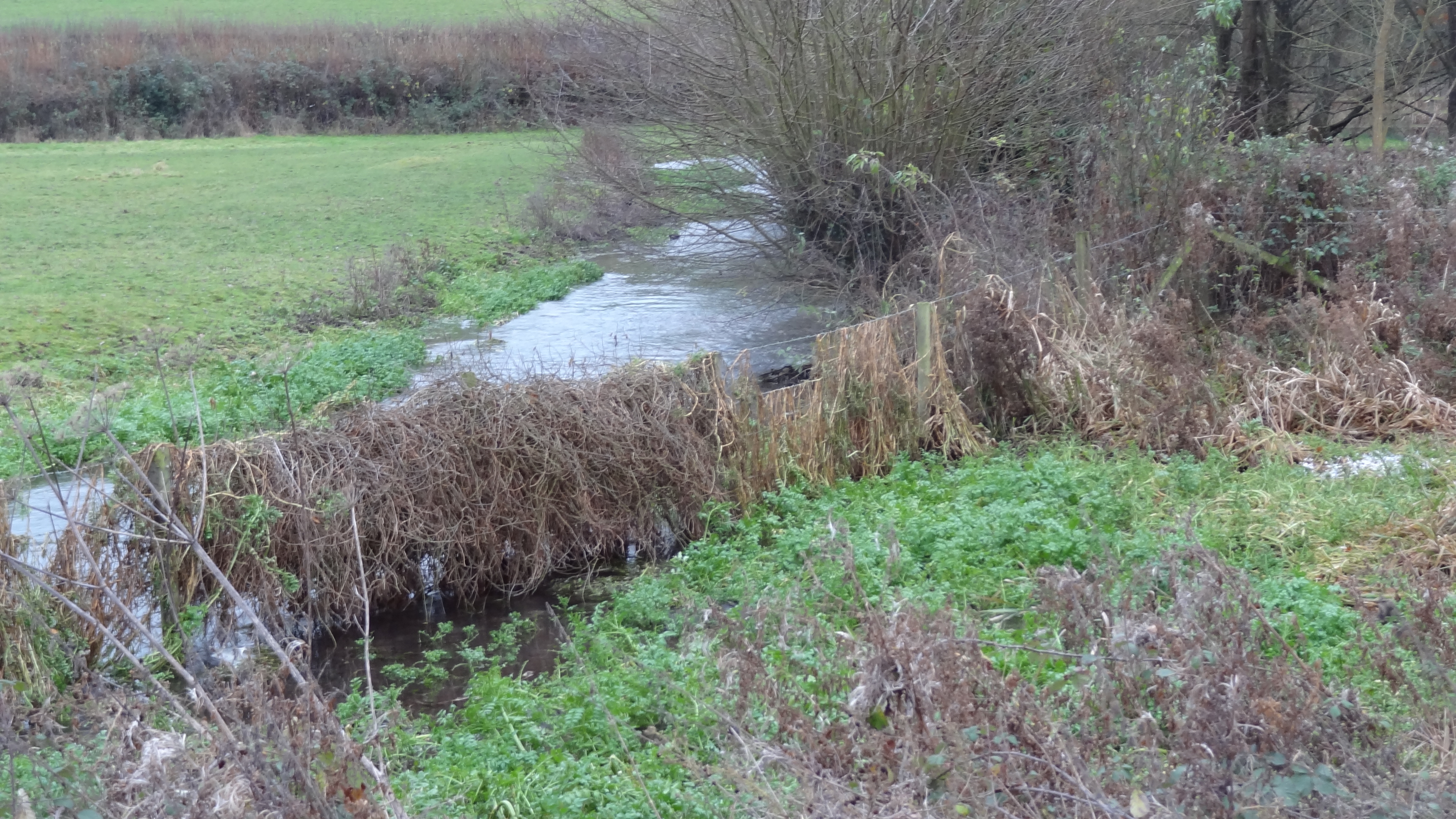 Frogmore Meadows