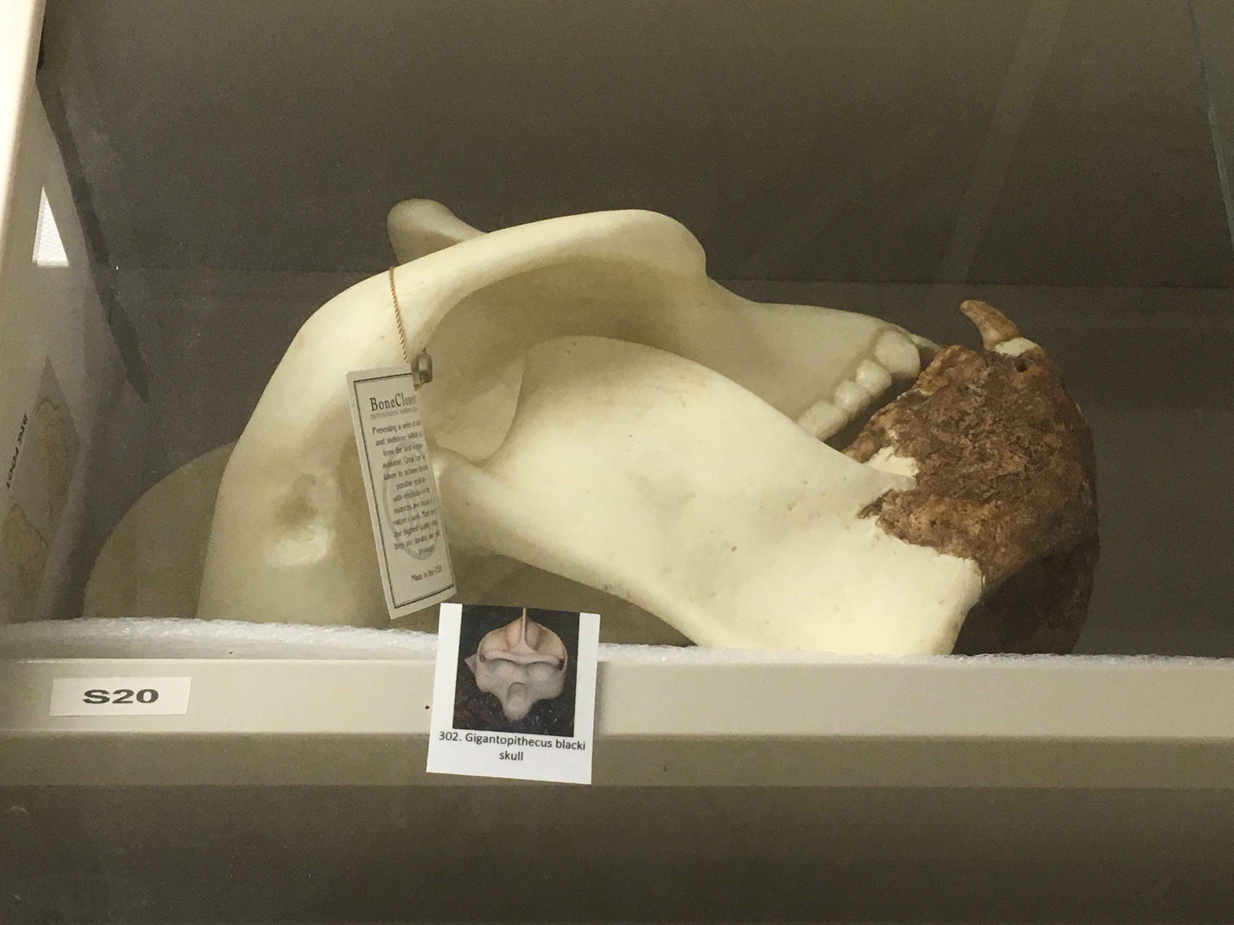 gigantopithecus blacki skull