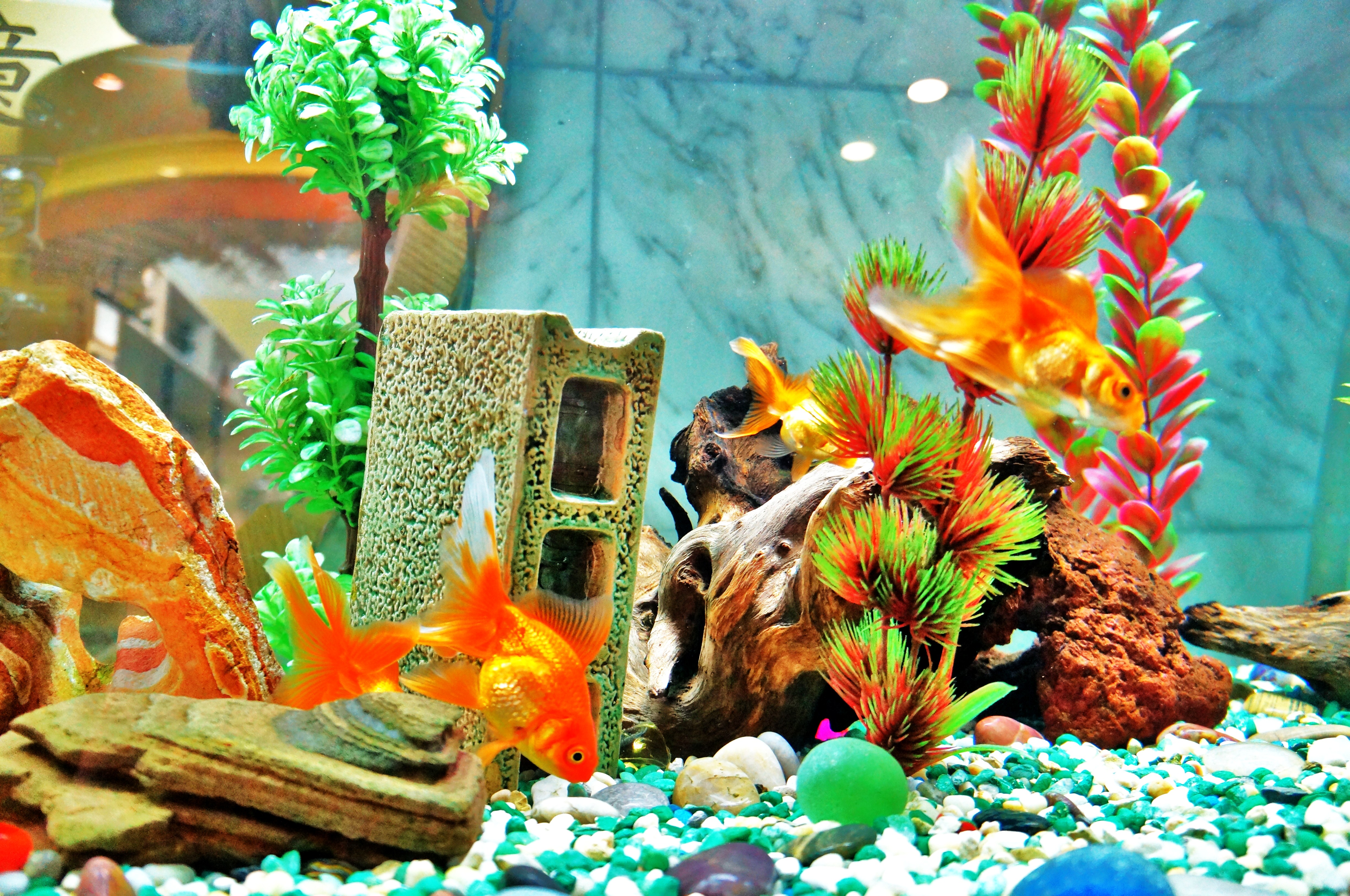 File:Golden fish in a tank - panoramio.jpg - Wikimedia Commons