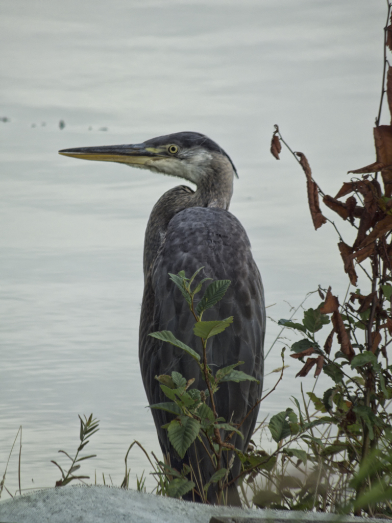 Great Blue Heron (8097435868).jpg