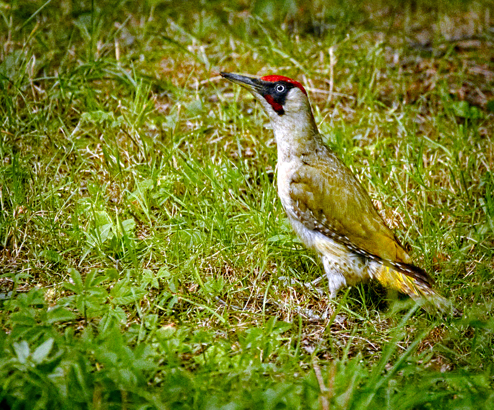 Green woodpecker (19857668696).jpg