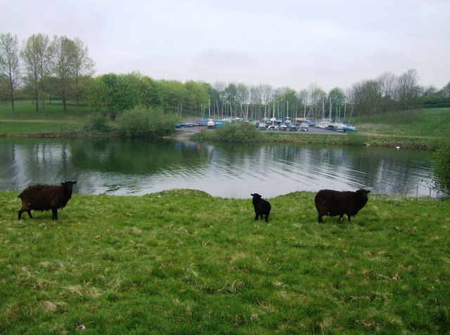 File:Hebridean sheep - geograph.org.uk - 456762.jpg