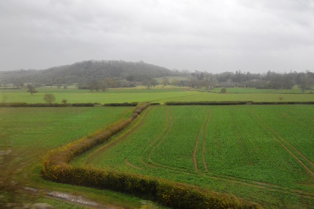 File:Hedge near Hurcot - geograph.org.uk - 4936225.jpg