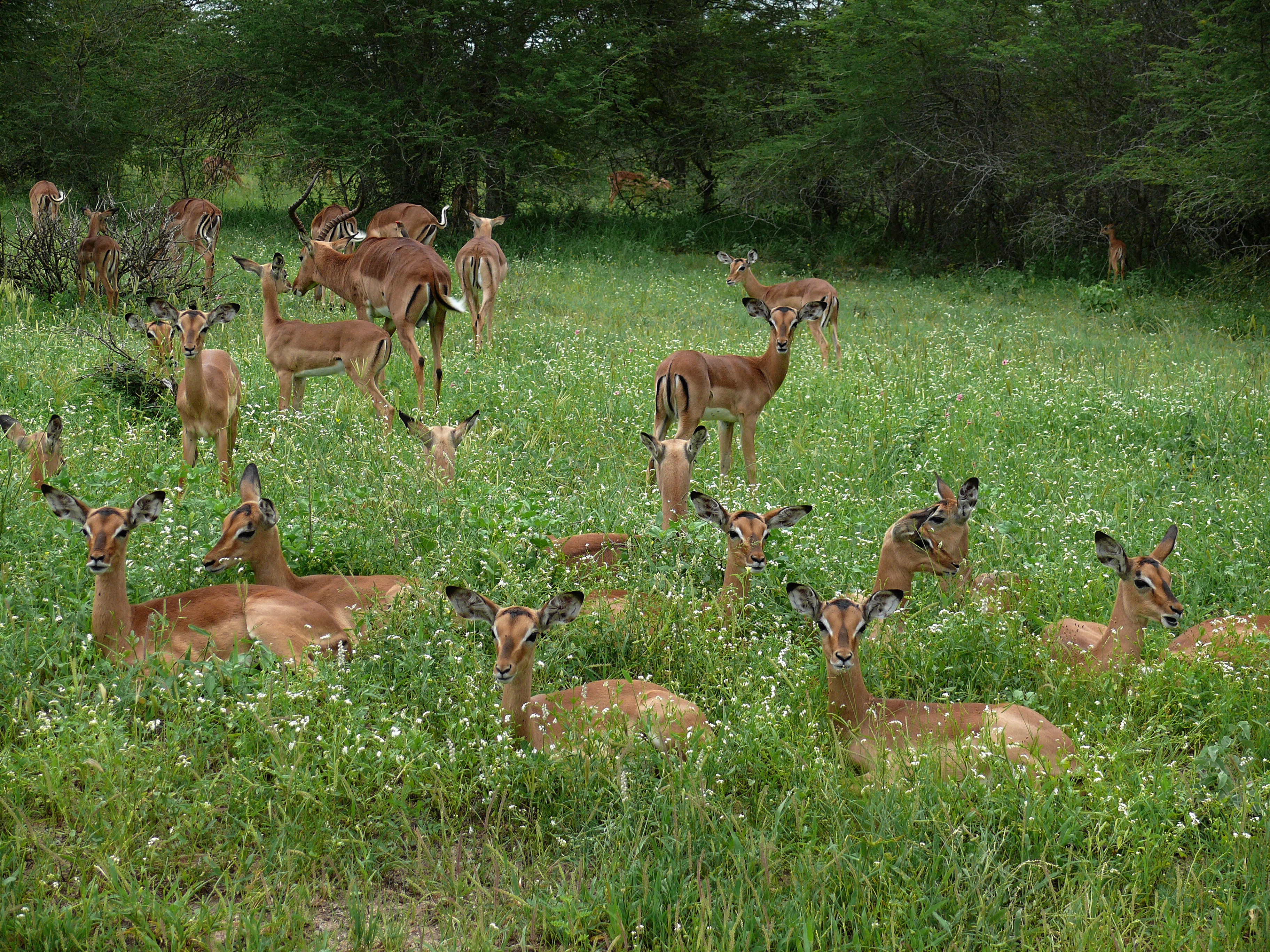 Impalas (Aepyceros melampus) (6041071521).jpg