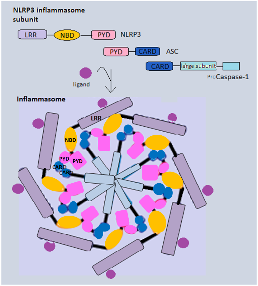 WikiJournal Preprints/Immune system - Wikiversity