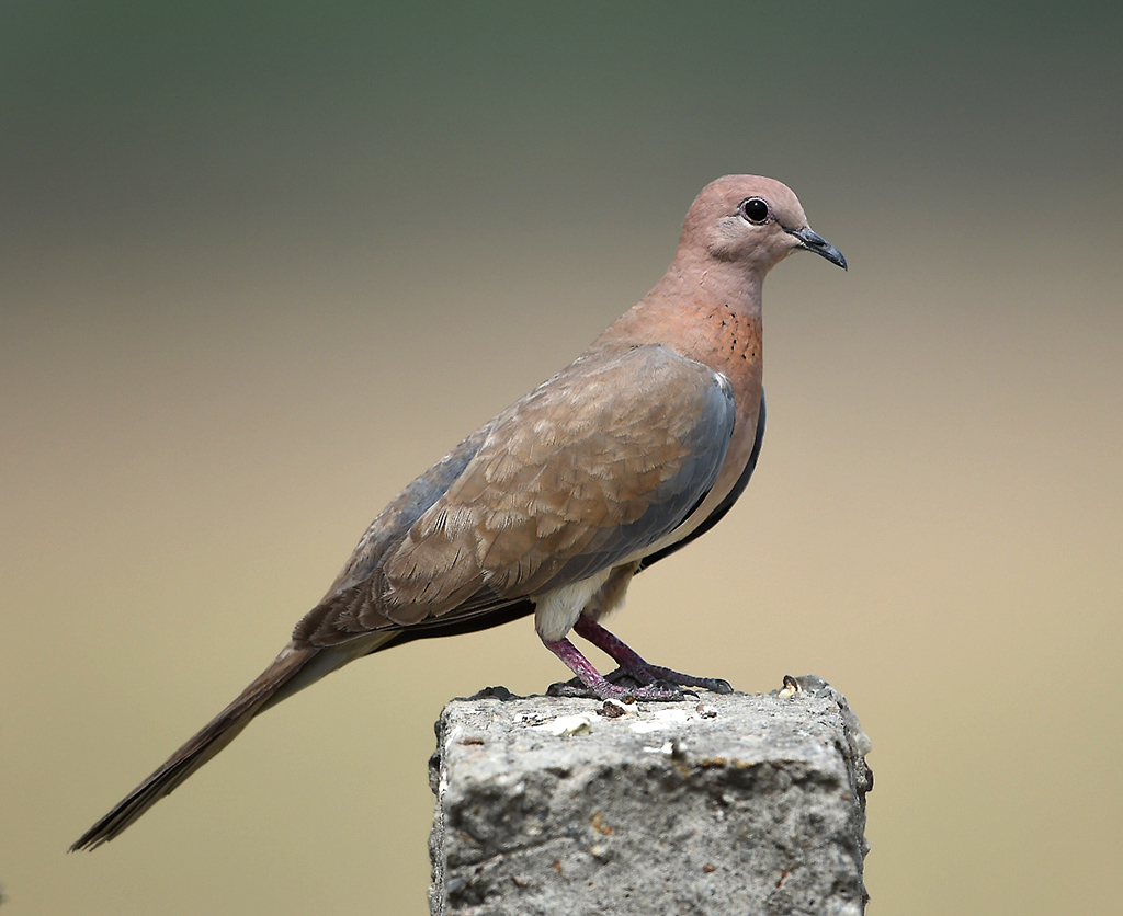 Laughing dove - Wikipedia