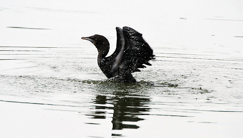 Little Cormorant- Bathing I Picture 263.jpg