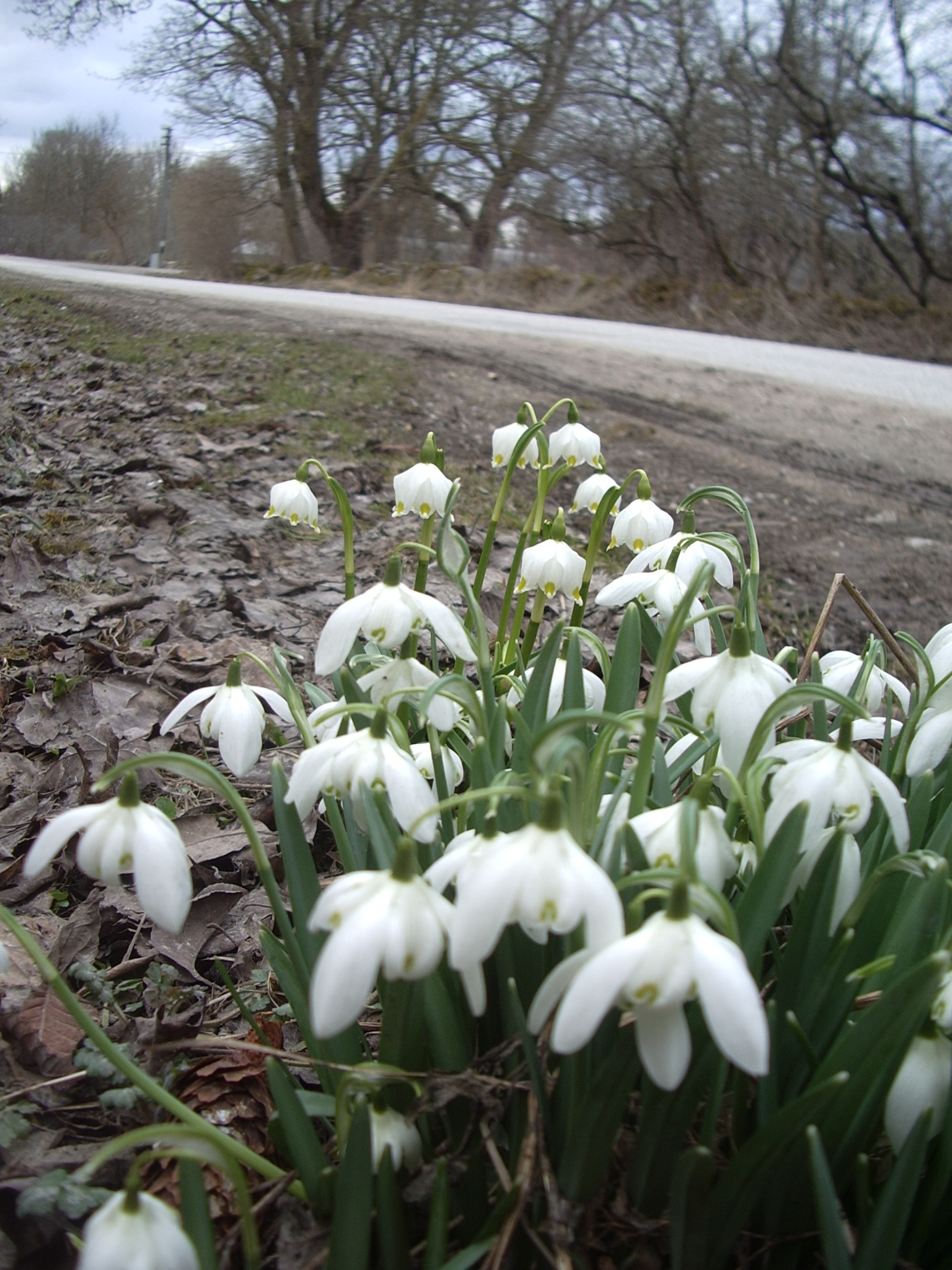 Подснежник (Galanthus nivalis) 4/5