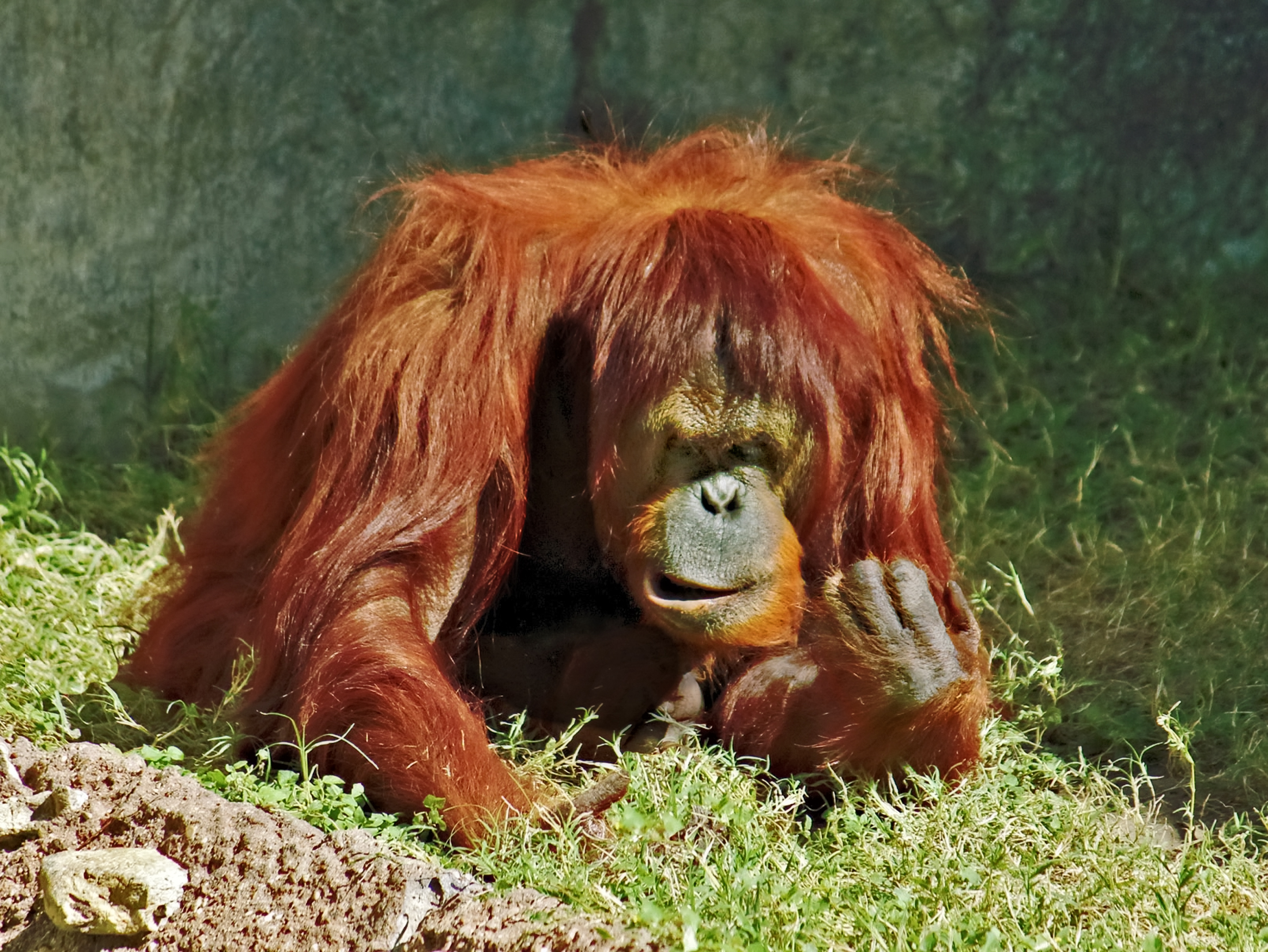 mad orangutan