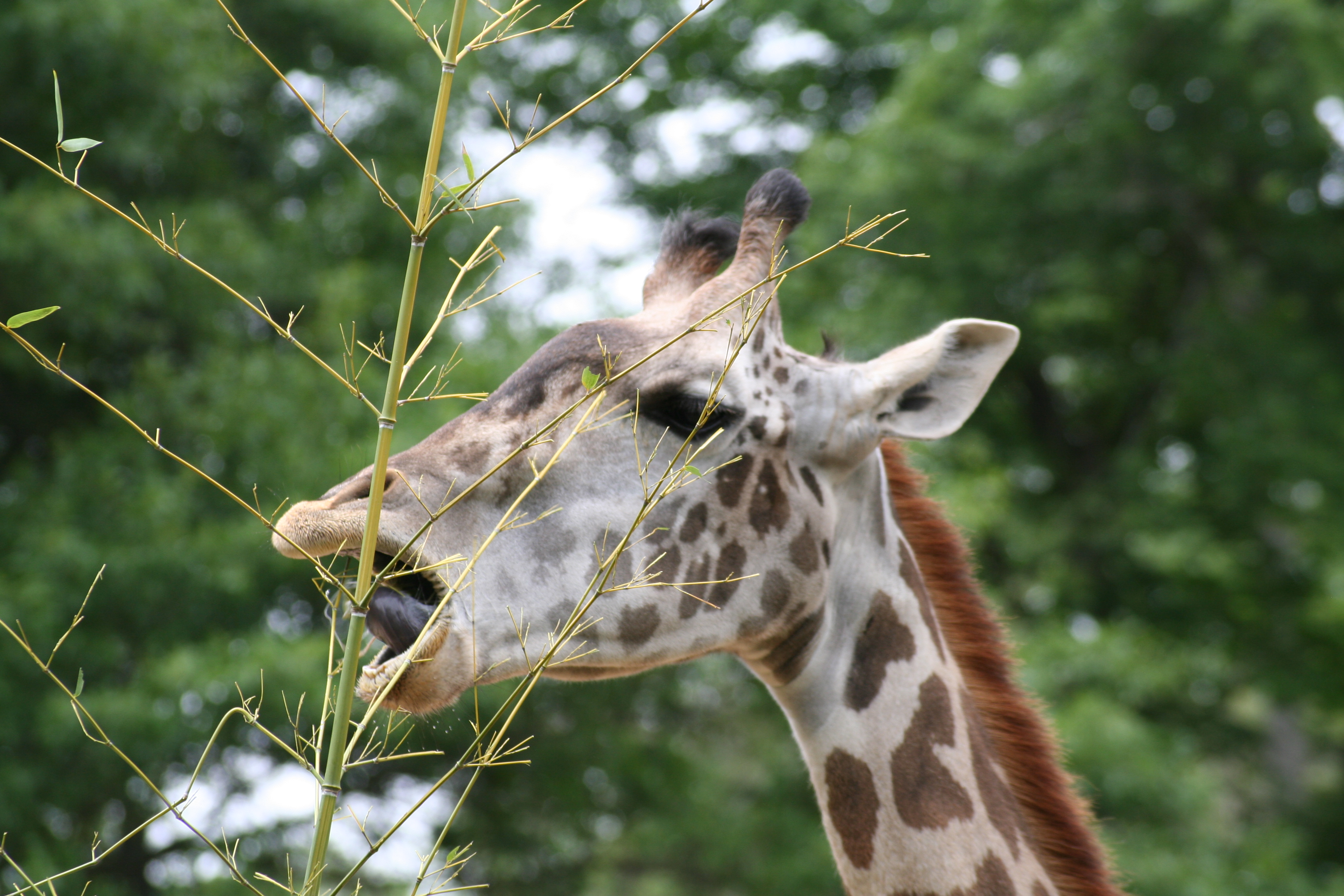 south african giraffe eating