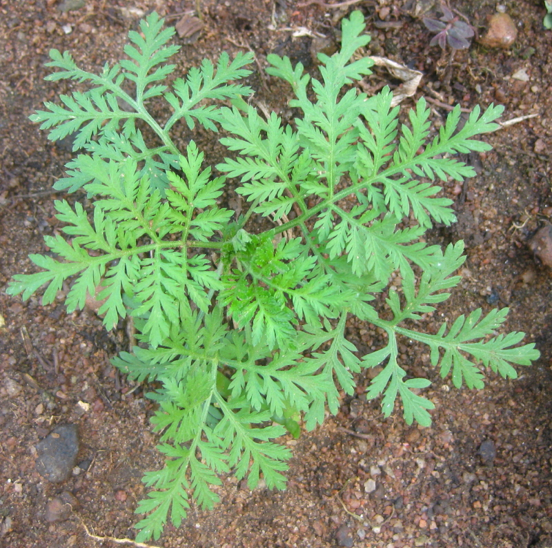 Artemisia Annua (Fuente Wikipedia)