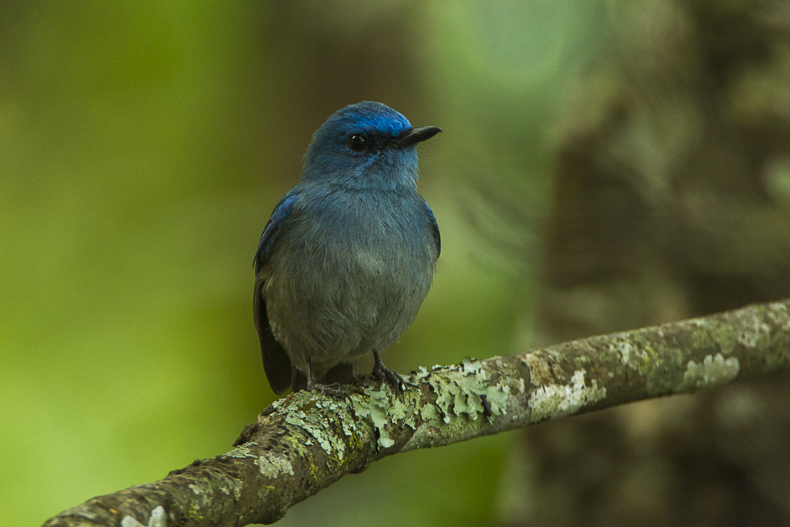 Birds wiki. Синяя мухоловка. Большеклювая голубая мухоловка-циорнис. Синяя птица в Индии. Мухоловка-циорнис рука птица.