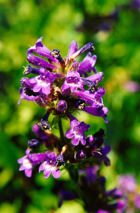 <i>Penstemon attenuatus</i> Species of flowering plant