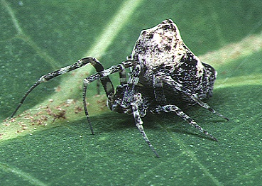 File:Philoponella.prominens.female.2.-.takinawa.jpg