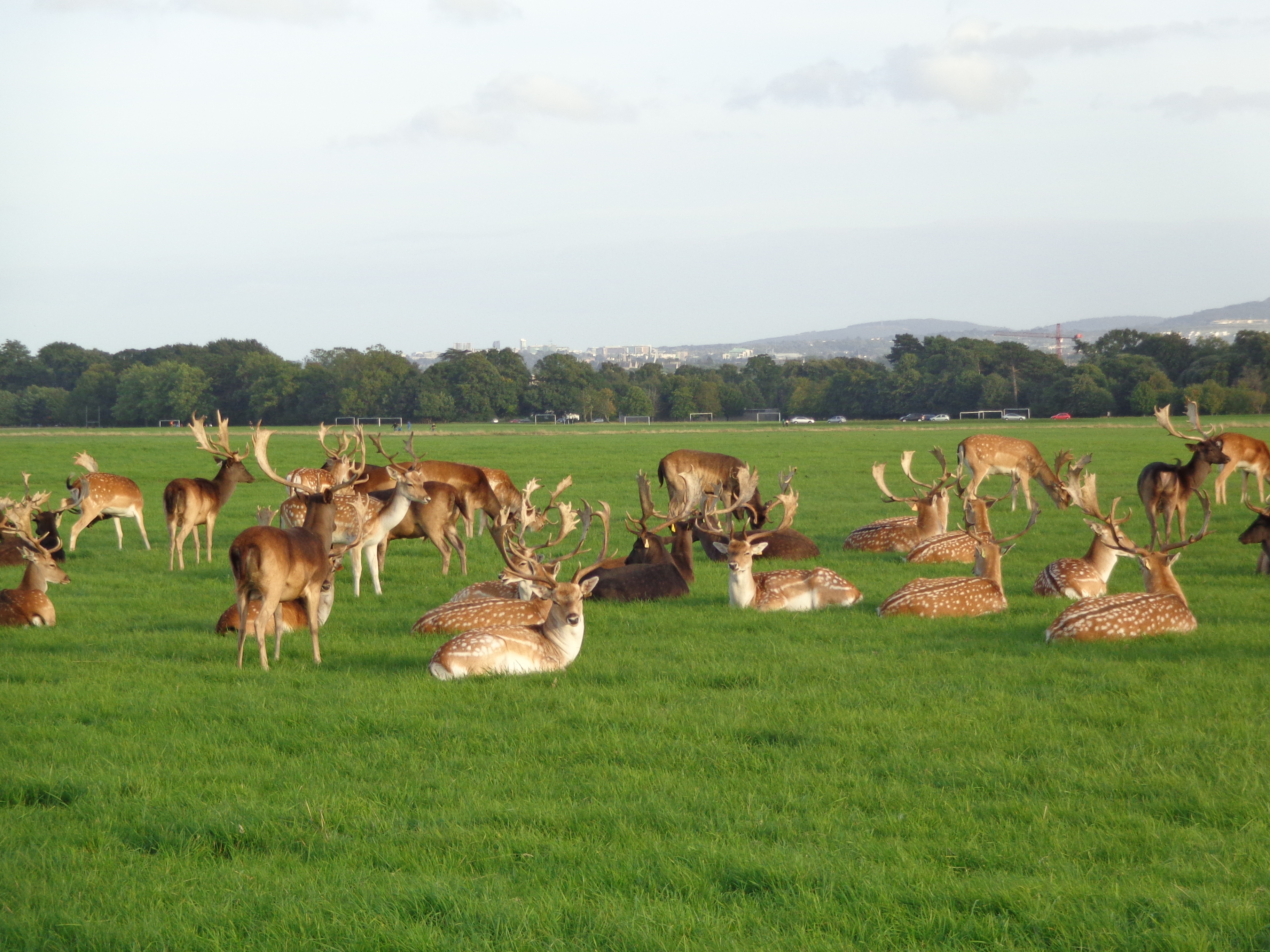 Dogging phoenix park dublin