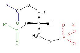 File:Phosphatidate2.png