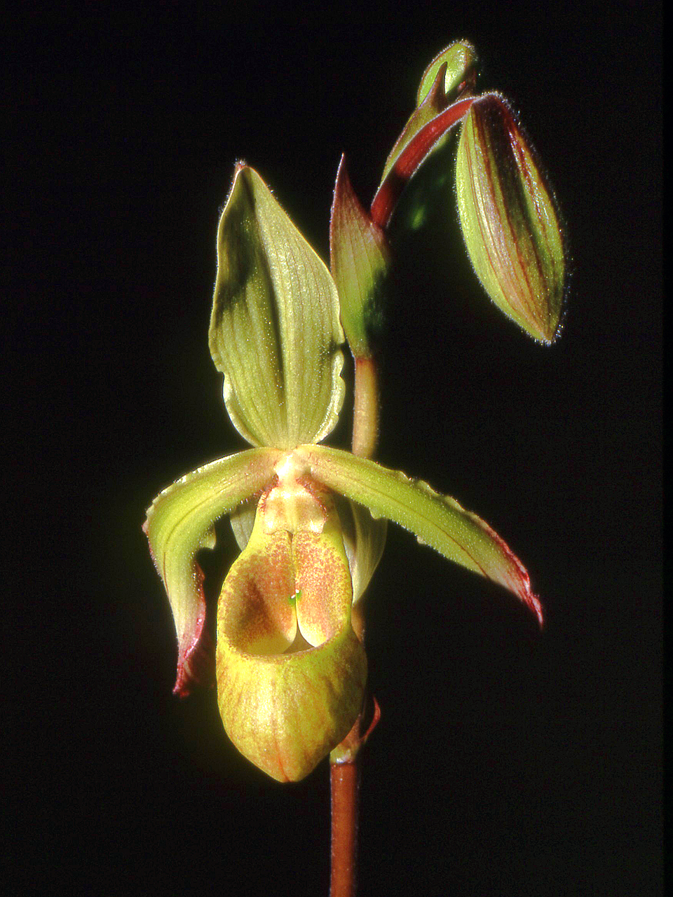 Phragmipedium Lindleyanum Wikipedia