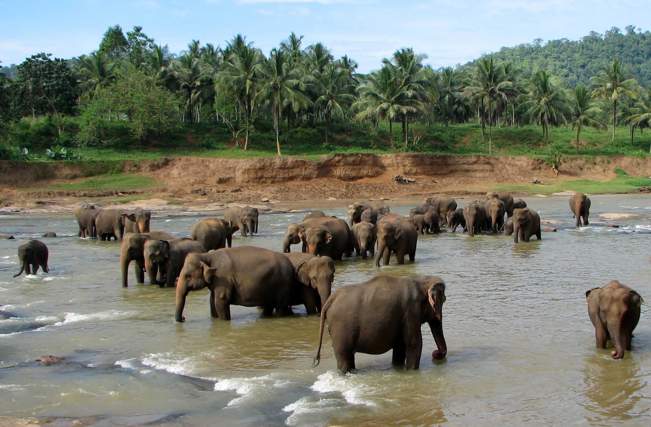 Pinnawala Elephant Orphanage - Wikipedia