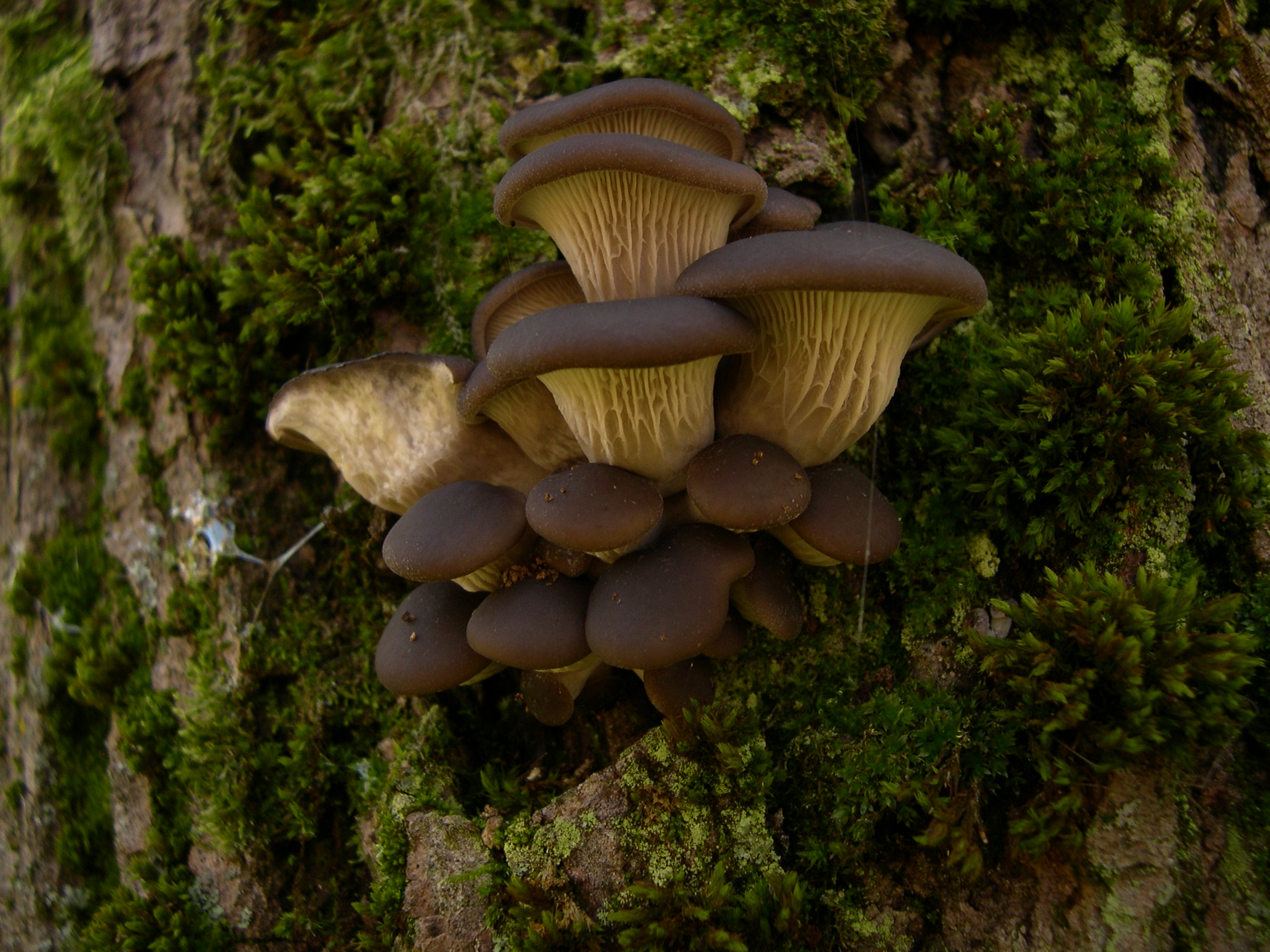 Вешенки. Вешенка обыкновенная (Pleurotus ostreatus). Вешенка Pleurotus ostreatus. Вёшенка устричная (Pleurotus ostreatus). Вёшенка обыкновенная.