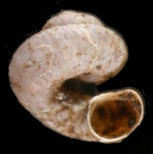 <i>Pyramidula chorismenostoma</i> Species of land snail