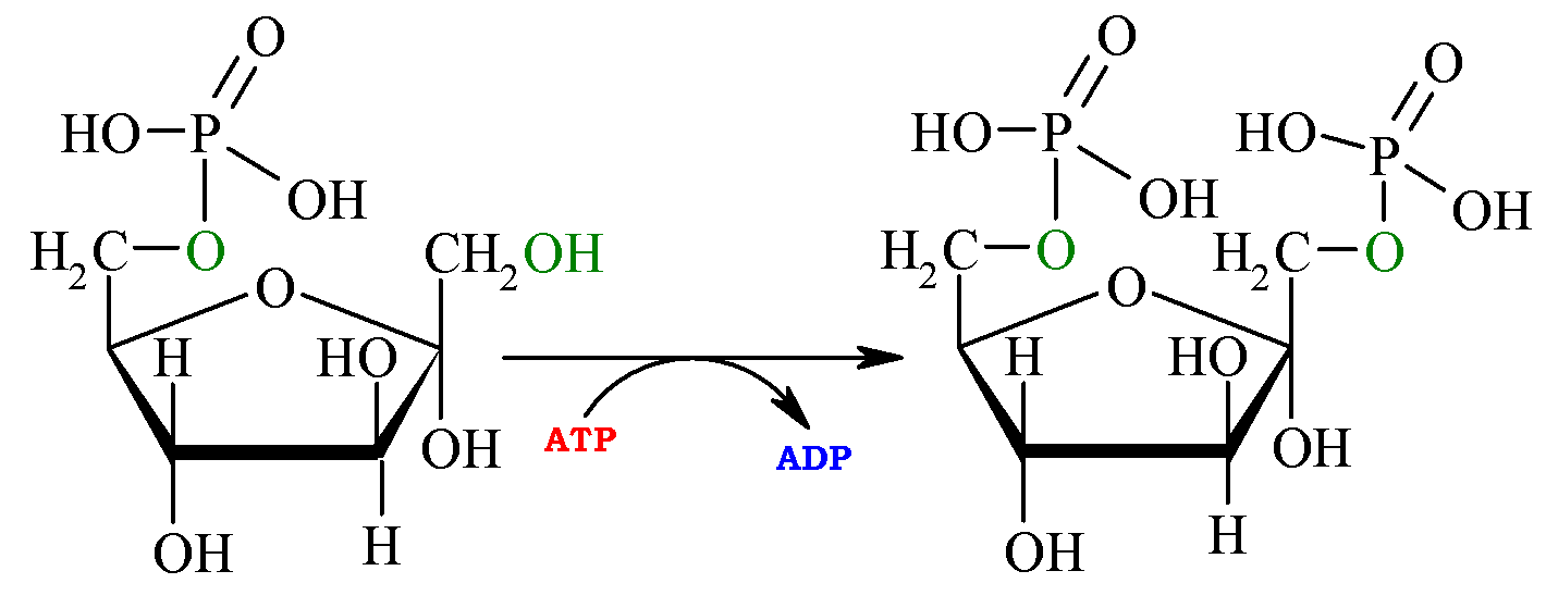 Фруктозо 6 фосфат формула. Фруктоза в фруктозо 6 фосфат. Реакции образования фруктозо-6-фосфата. Фруктозо-6-фосфат фруктозо-1.6-дифосфат. Фруктоза биологическая