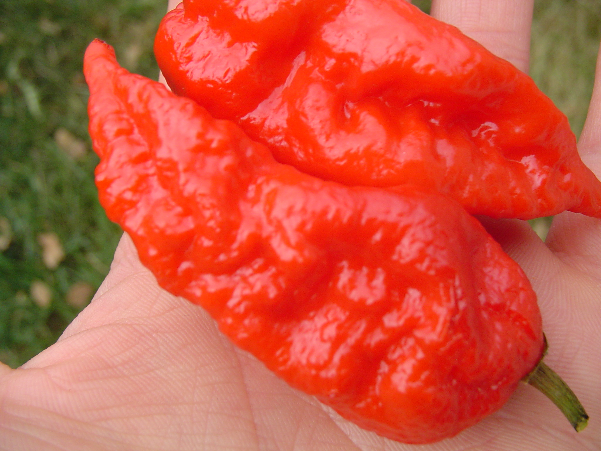 Image result for ghost pepper