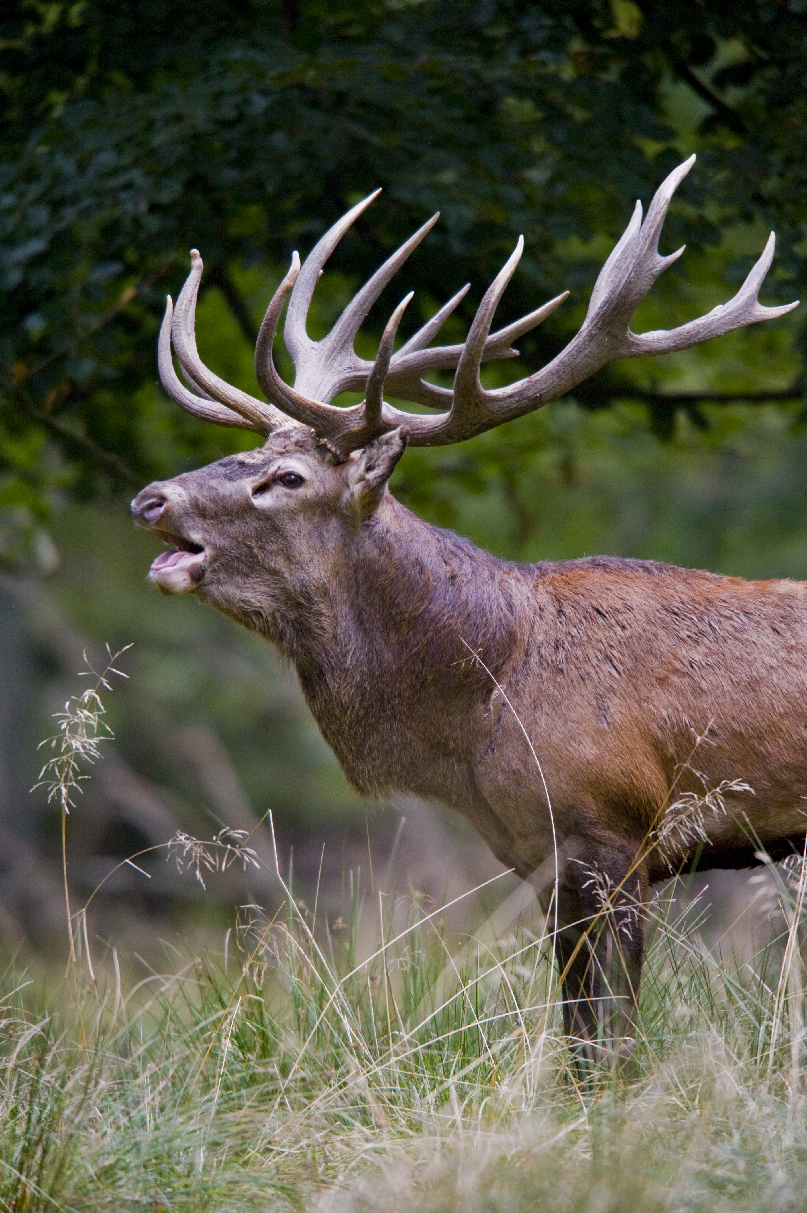 Elk antlers michael jackson thriller lp