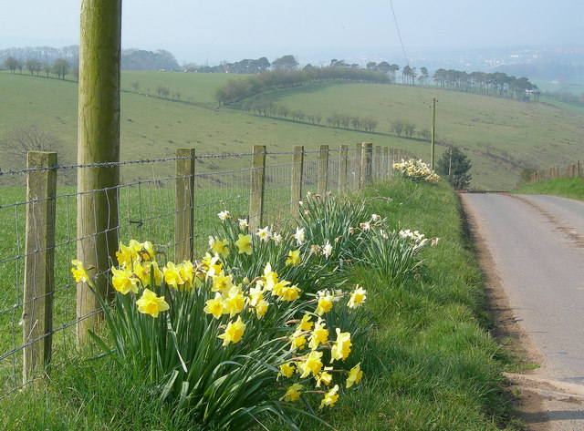 File:Roadside Flowers - geograph.org.uk - 400357.jpg