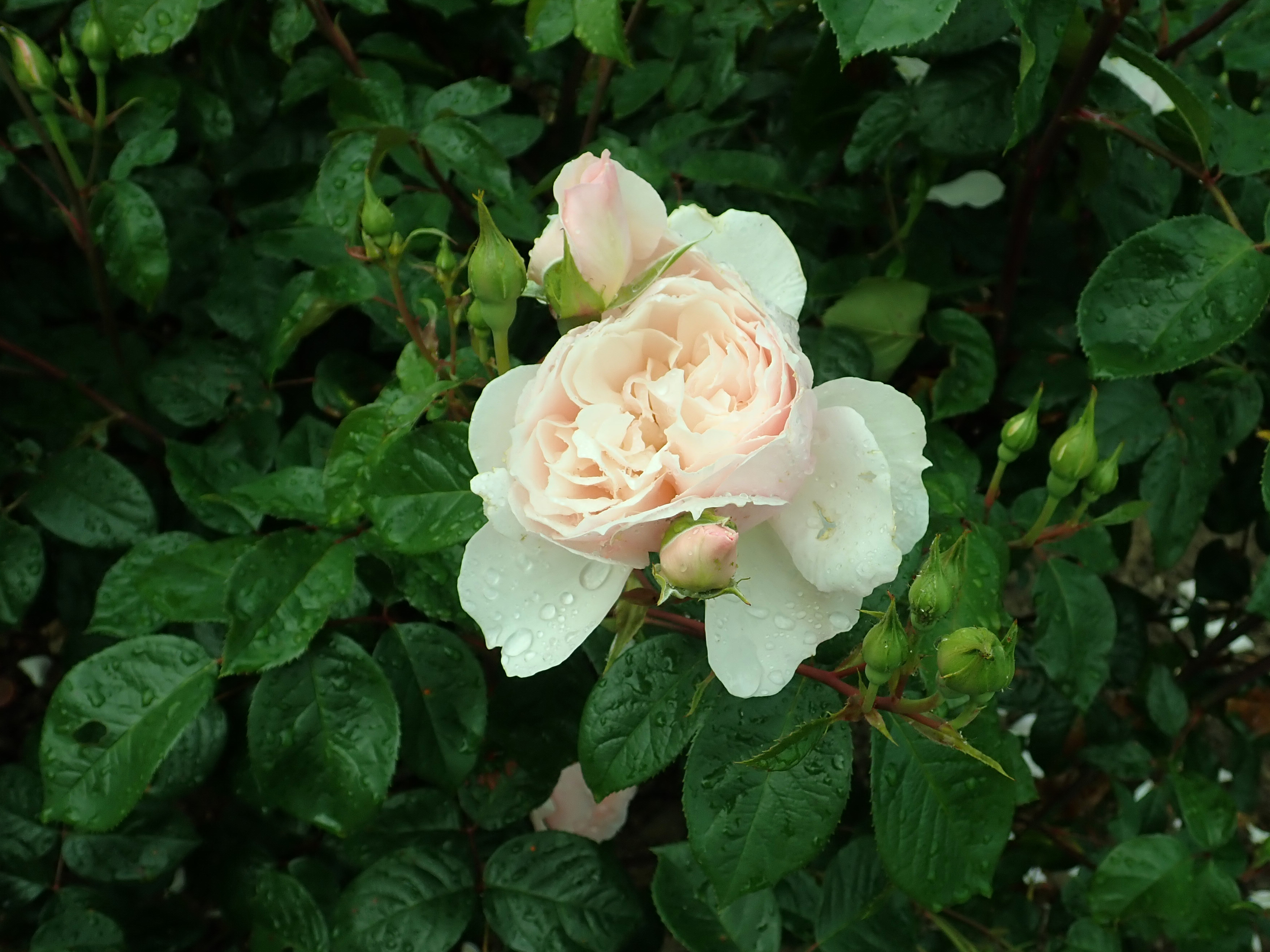 Generous Gardener Rose in full bloom.