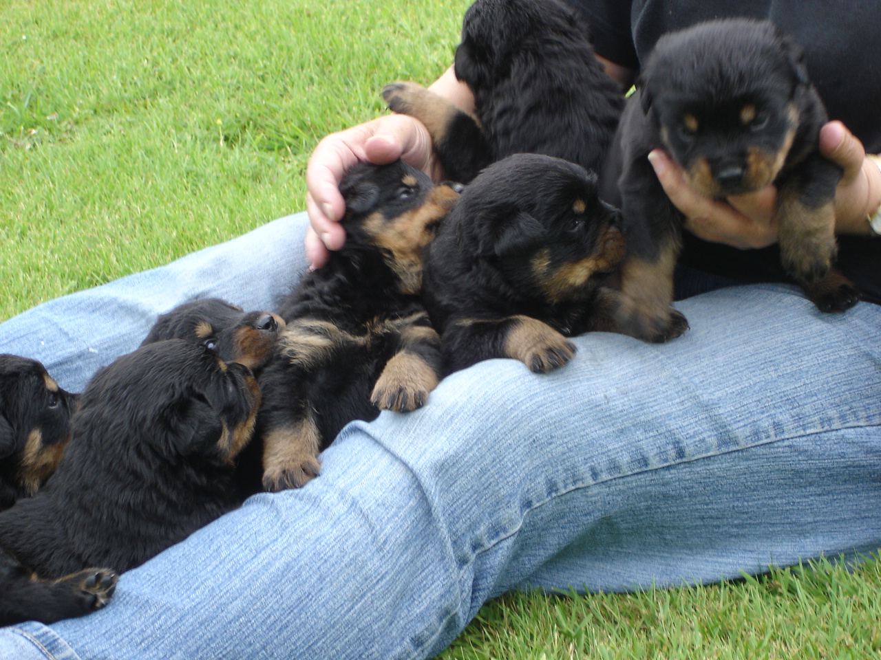 File:Rottweiler puppies at 3 weeks old.jpg - Wikimedia Commons