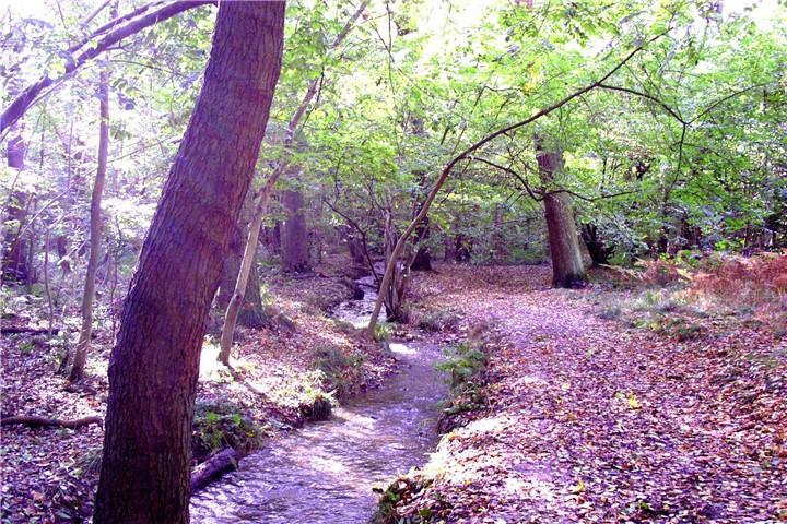 File:Swithland woods stream.jpg