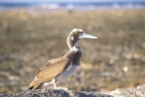 File:Takutea AKK Brown Booby.jpg