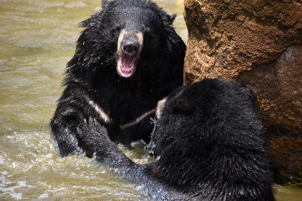 Asian black bear - Wikipedia