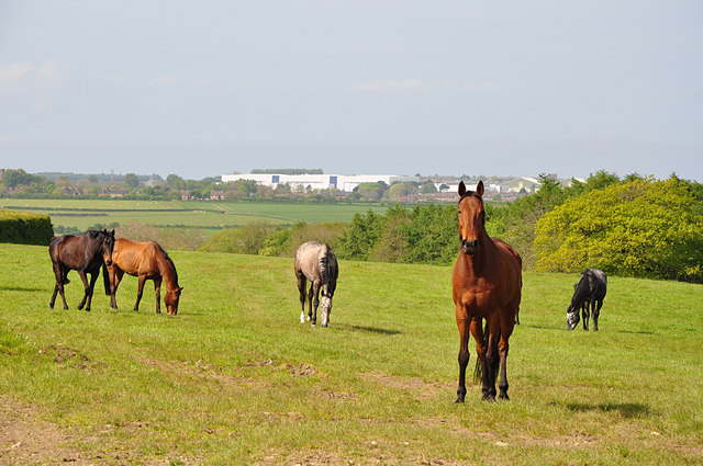 File:Thoroughbreds in field at Treguff, Vale of Glamorgan - geograph.org.uk - 1297188.jpg