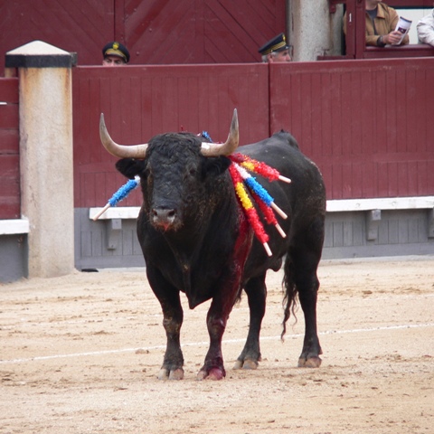 File:Toroencorrida2.jpg