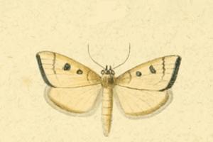 <i>Udea fimbriatralis</i> Species of moth