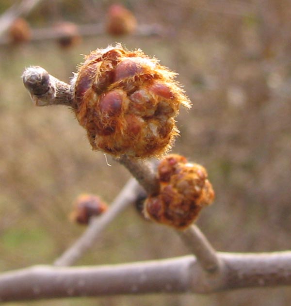 Close up of Slippery Elm buds from https://upload.wikimedia.org/wikipedia/commons/5/50/Ulmus_rubra_flower_buds.jpg